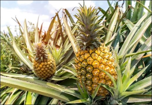Ananaas / Pineapple / Ananas Comosus