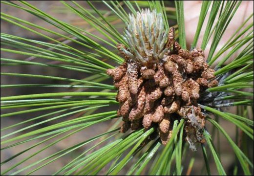 Pinus longifolia Roxb./ Pinus roxburghii Sarg./ Saral/ Chir Pine Pinus longifolia Roxb./ Pinus roxburghii Sarg./ Saral/ Chir Pine/ Long Leaved Pine/ Oleo-resin of Pinus longifolia/ Oleo-resin of Pine/ Saral Niryasa