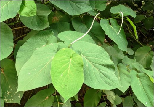 Piper Aurantiacum / Renuka