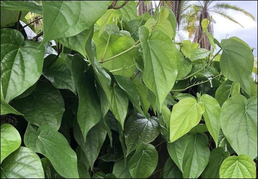 Tambul / Pan / Betel Leaf / Piper Betle