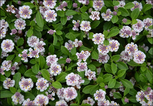 Jalpippali, Purple Lippia, Phyla Nodiflora, Lippia Nodiflora