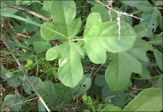 Mudgaparni, Phaseolus Tribolus