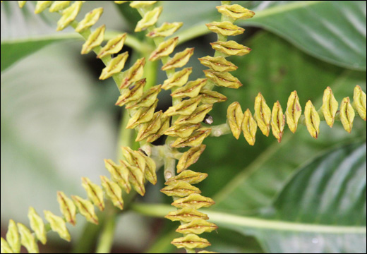 Ophiorrhiza mungos Linn., Sarpakshi, Gandhanakuli, Polygonum plebejum R. Br.