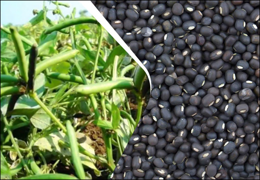 Urad, Black Lentils, Phaseolus Mungo