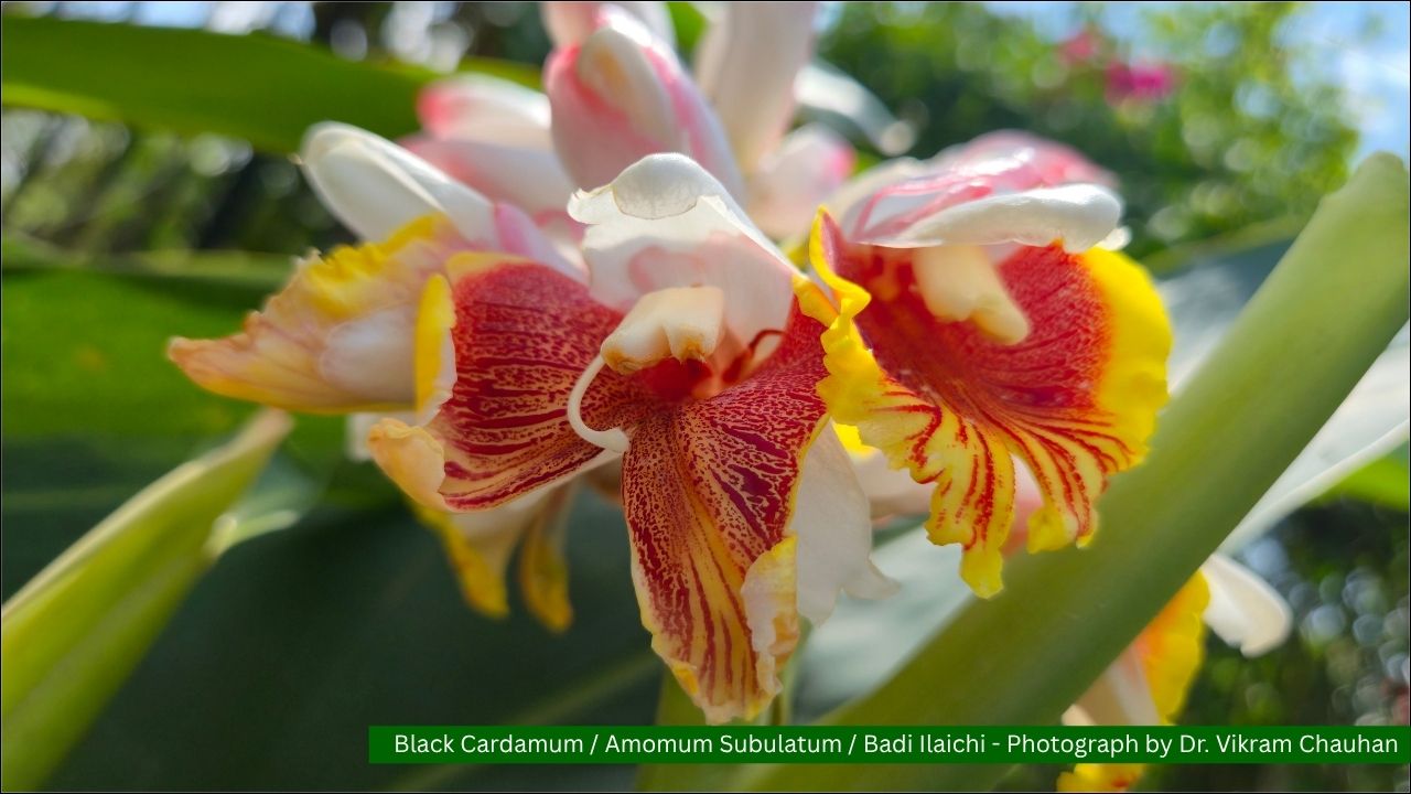 Amomum subulatum Roxb./ Amomum/ Nepal or Greater Cardamom/ Black Cardamom/ Badi Elaichi