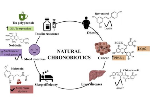 Chronobiotics