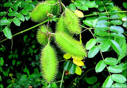 Kantaki Karanj / Physic Nut / Caesalpinia Bonducella