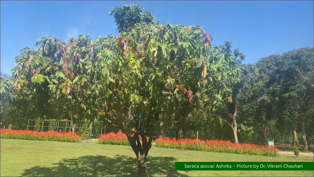 Saraca asoca / Ashoka