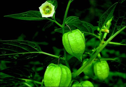 Tankari / Physalis Minima
