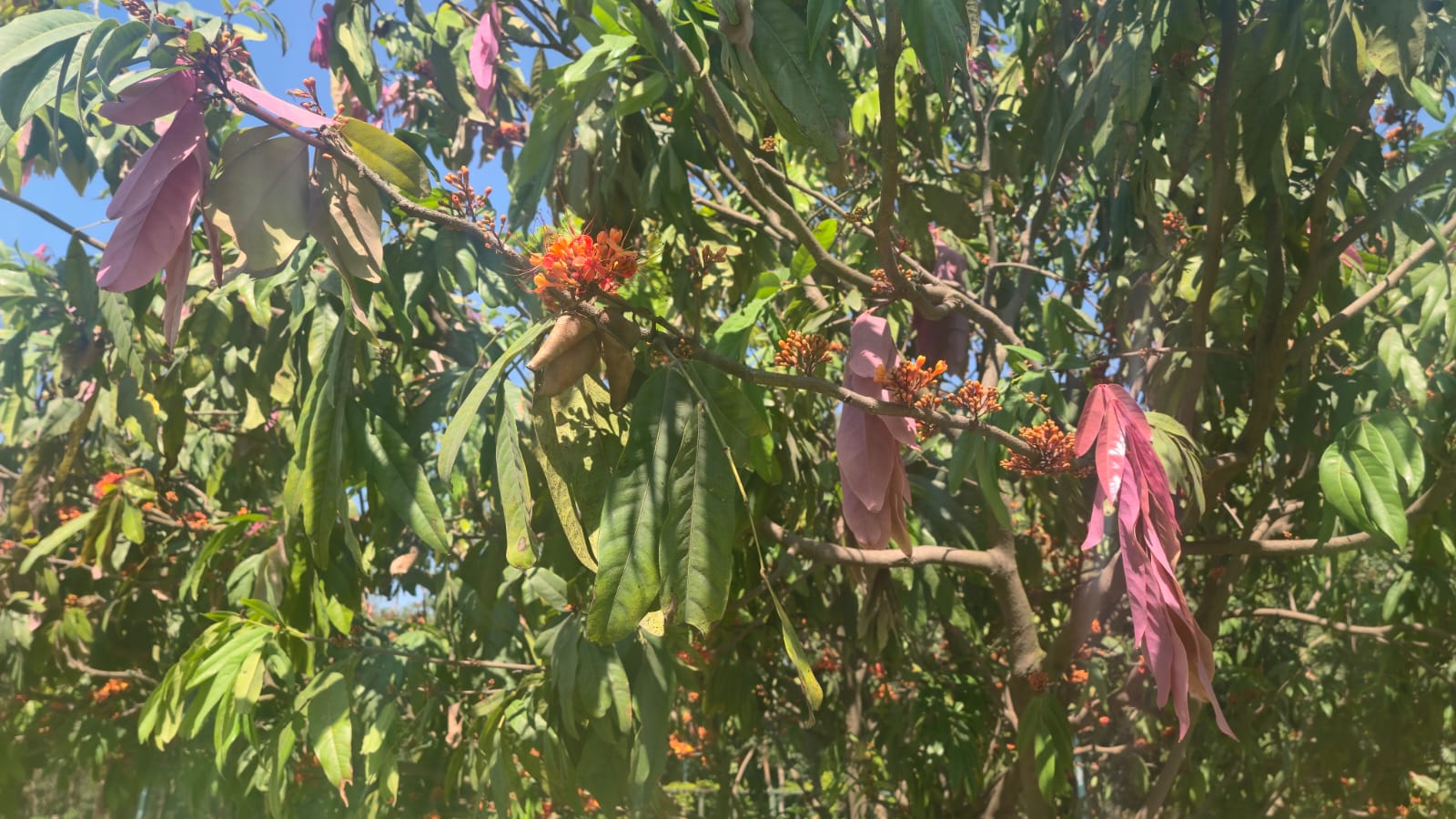 Saraca asoca / Ashoka