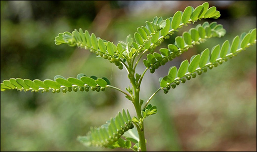 Bhumiamla, Stone Breaker, Phyllanthus Niruri, Phyllanthus Fraternus, Phyllanthus Urinaria