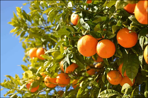 Citrus reticulata Blanco, Orange, Narangi, Herbs A to Z