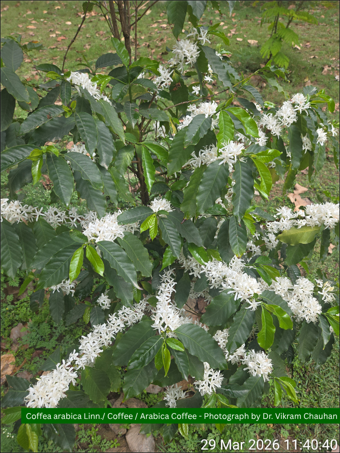 Coffea arabica Linn./ Coffee/ Arabica Coffee