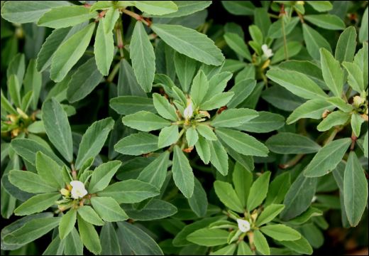 Trigonella foenum-graecum Linn./ Fenugreek/ Methi/ Methika