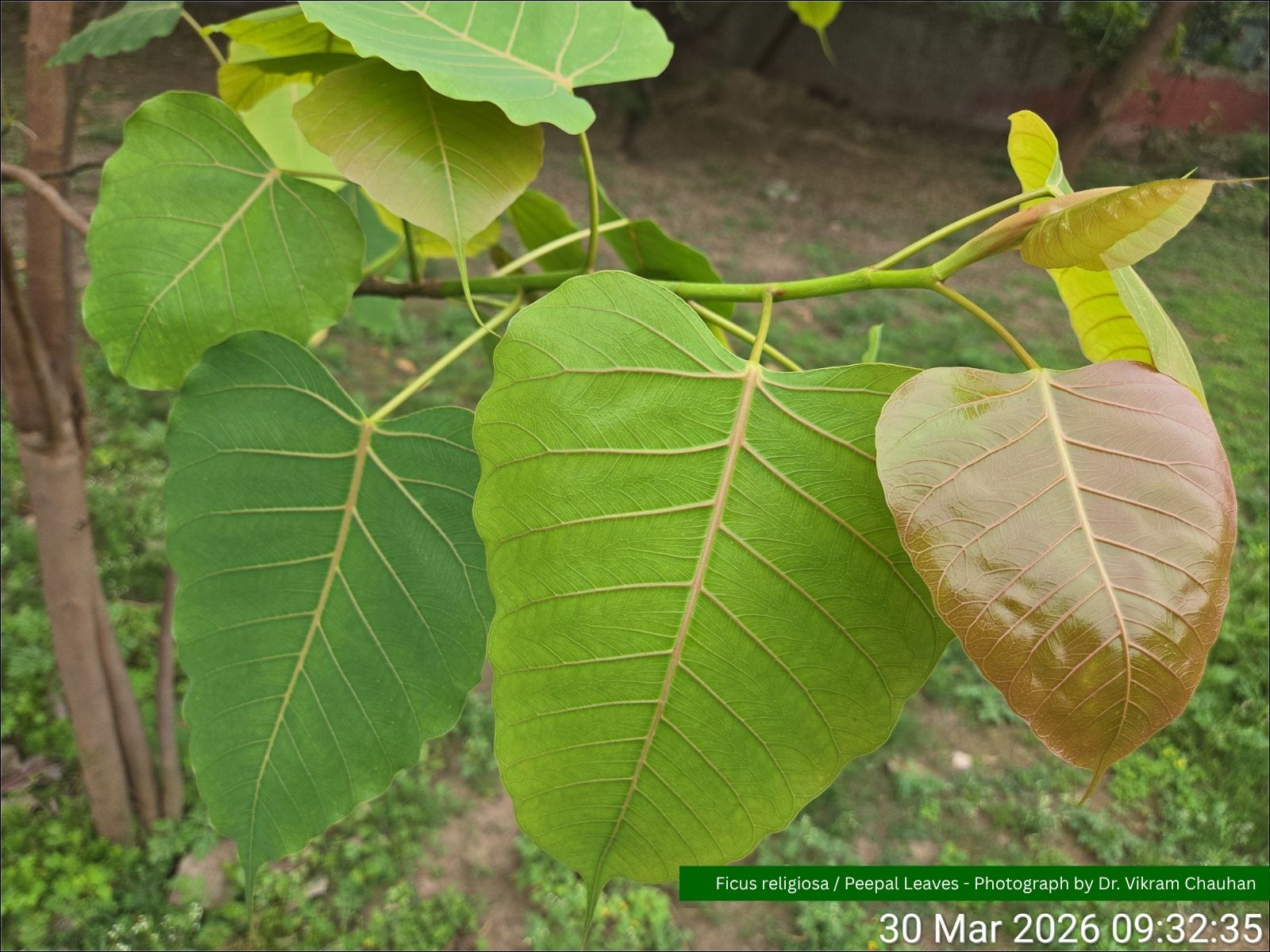Ficus religiosa / Peepal / Bodhi Tree / Ashvattha