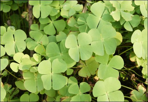 Marsilea minuta Linn. / Choupattiya / Shitivaar Marsilea minuta Linn. / Choupattiya / Shitivaar