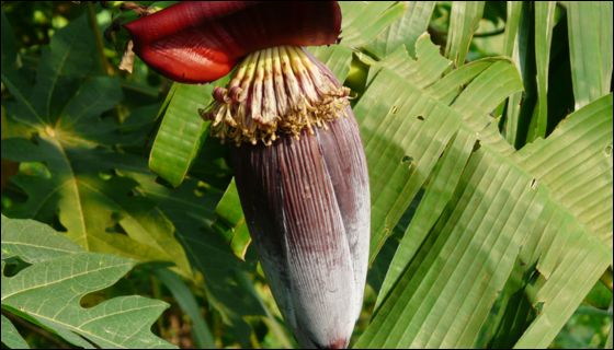 Musa paradisiaca / Kadli / Banana / Plantain / Musa sapientum