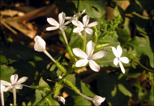 Plumbago zeylanica / Chitrak / Leadwort Plumbago zeylanica / Chitrak / Leadwort