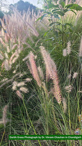 Myocardial Perfusion Imaging