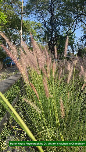 Myocardial Perfusion Imaging