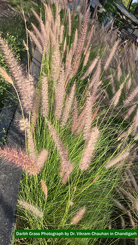 Myocardial Perfusion Imaging