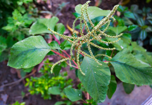 Amaranth / Chaulai / Prickly Amaranth / Amaranthus Spinosus