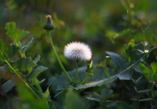 Dandelion (Taraxacum officinale)