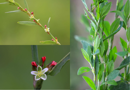 Gathivan / Common Knot Grass / Kesri / Polygonum Aviculare