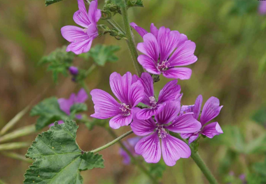 Khubbaji / Mallow Leaves (Malva sylvestris L.), Herbs A to Z