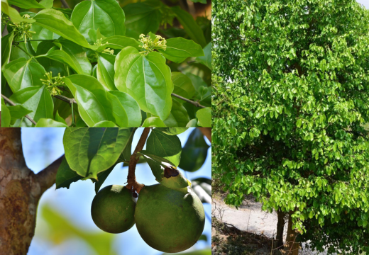 Kuchla / Kupilu / Nux-vomica Tree, Herbs A to Z