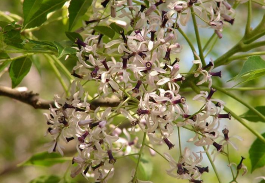 Mahanimba / Bead Tree / Persian Lilac, Herbs A to Z