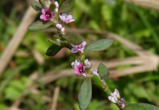 Anjbaar / Viviparous Knotweed / Polygonum Viviparum