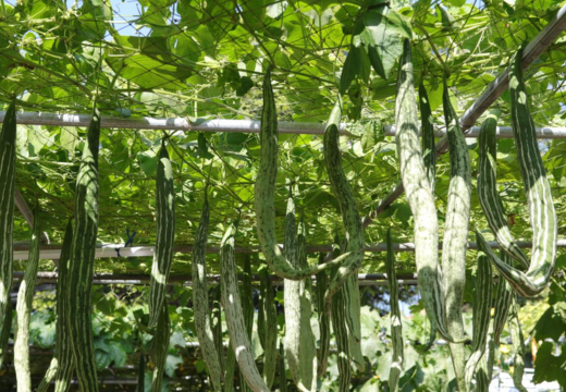 Luffa aegyptiaca Mill./ Nenua/ Spong Gourd