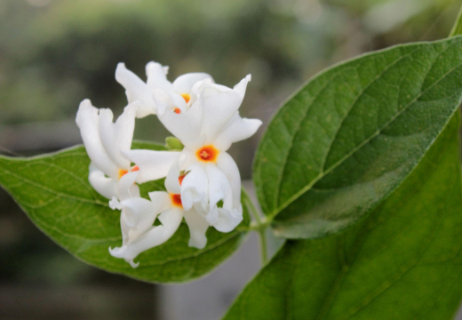 Parijata/ Night Jasmine / Weeping Nyctanthes / Tree of Sorrow / Nyctanthes arbor-tristis Linn.