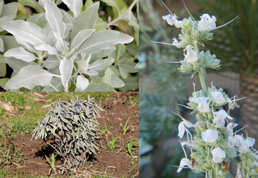 The Sacred Power Of White Sage (Salvia Apiana)