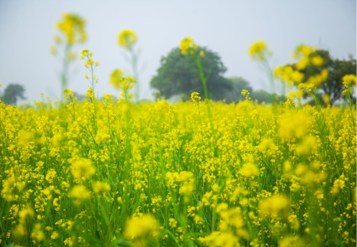 Sarson (Brassica campestris Linn.) Sarson (Brassica campestris Linn.), Herbs A to Z