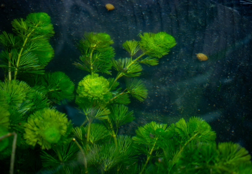 Shaival / Hornwort / Ceratophyllum Demersum