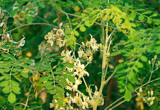 Moringa oleifera Lam./ Moringa pterygosperma Gaertn./ Shigru/ Sahijana/ Drum Stick Tree/ Horse Radish Tree