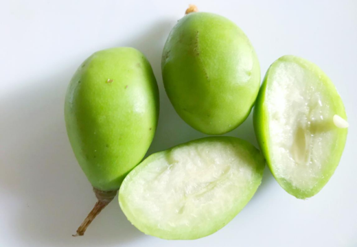 Spondias mangifera Willd./ Ambansa/ Amora/ Indian Hog Plum/ Wild Mango/ Spondias pinnata (Linn. f.) Kurz.