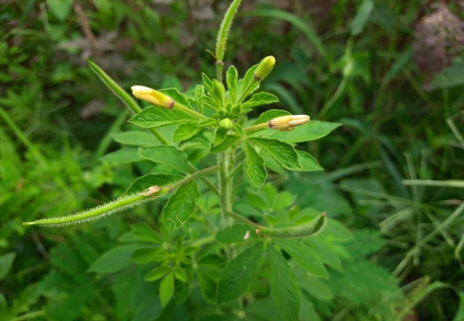 Suvarchika / Potassii Nitras