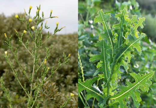 Vanya Kahu / Prickly Lettuce / Lactuca Serriola, Herbs A to Z