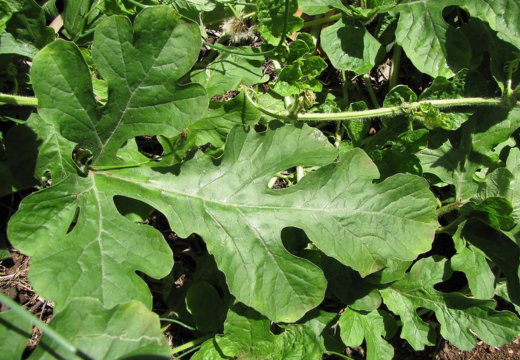Watermelon/ Citrullus vulgaris Schrad, Herbs A to Z
