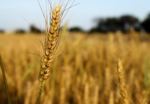 Wheat/ Triticum sativum Lam.