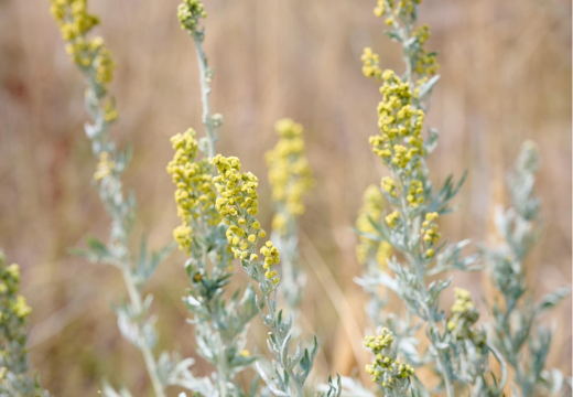 Wormwood/ Artemisia absinthium Linn