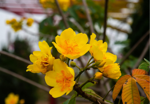 Yellow Cotton Tree (Cochlospermum religiosum)
