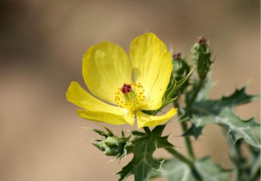 Yellow Thistle (Argemone mexicana Linn.)