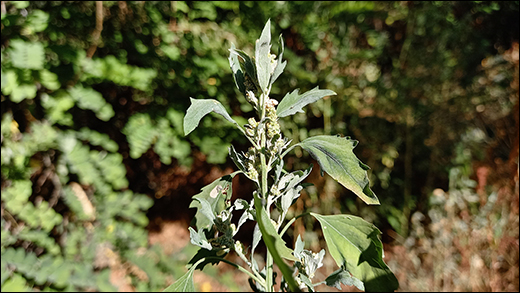 Chenopodium album Linn. / Bathua / Vastuka / Lambs Quarters