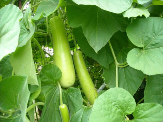 Lagenaria Vulgaris Ser / Lagenaria Siceraria (Molina) Standl. / Bottle Gourd / White Gourd / Alabu / Louki / Katutumbi