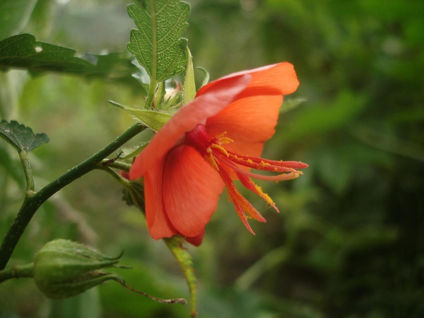 Bandhujeev / Pentapetes Phoenicea, Herbs A to Z