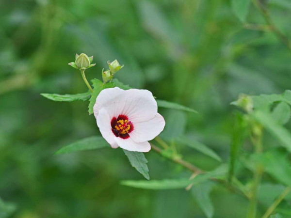Hrivera / Fragrant Swamp Mallow / Pavonia Odorata Hrivera / Fragrant Swamp Mallow / Pavonia Odorata, Herbs A to Z